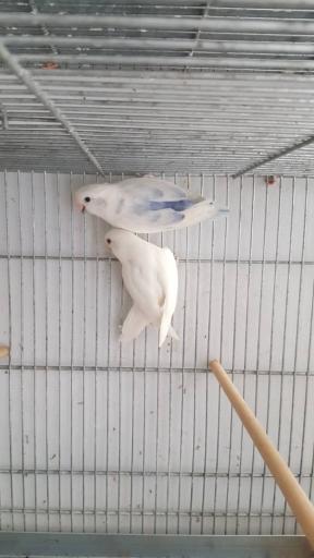 عکس پرنده سرای پرطلایی 