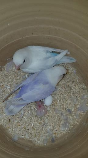 عکس پرنده سرای پرطلایی 