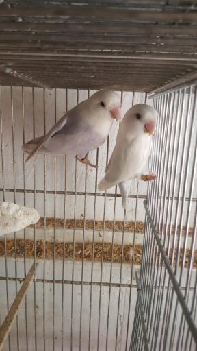 عکس پرنده سرای پرطلایی 