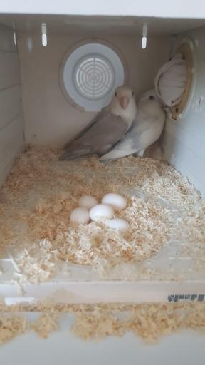 عکس پرنده سرای پرطلایی 