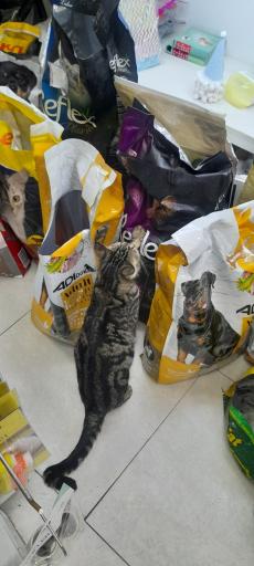 عکس دیاکو پت شاپ