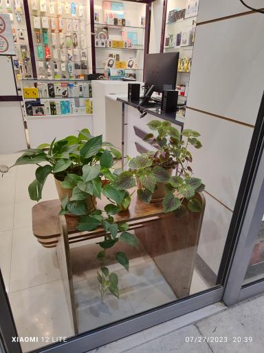 عکس موبایل گلدیس