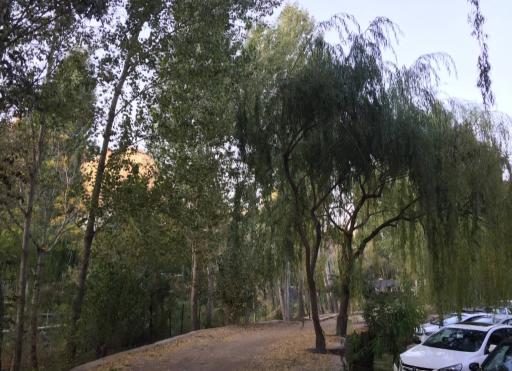 عکس باغ رستوران لاله