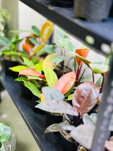 گل و گیاه ارکیده 