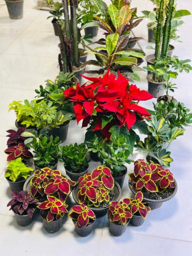 عکس گل و گیاه ارکیده 