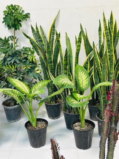 گل و گیاه ارکیده 