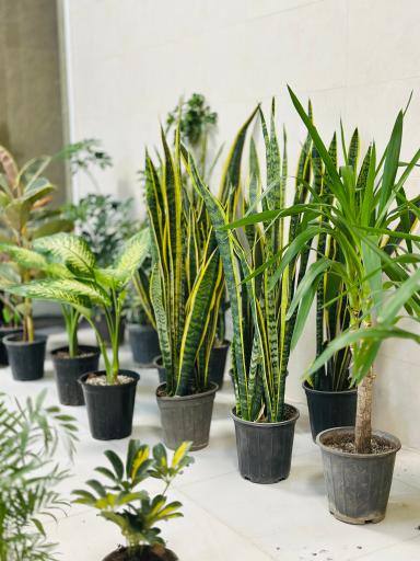 عکس گل و گیاه ارکیده 