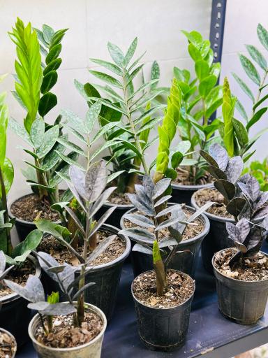 عکس گل و گیاه ارکیده 