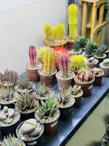 گل و گیاه ارکیده 