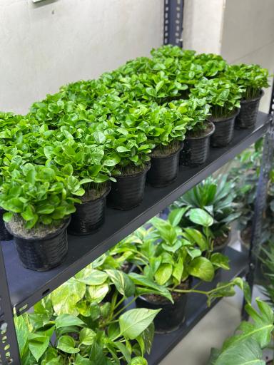 عکس گل و گیاه ارکیده 