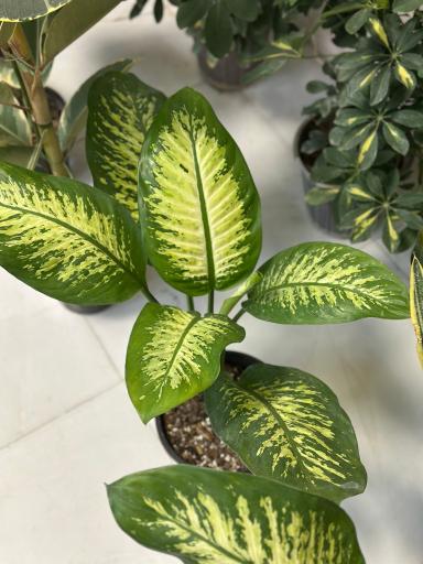 گل و گیاه ارکیده 