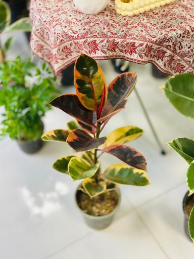 گل و گیاه ارکیده 