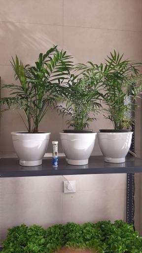 گل و گیاه ارکیده 