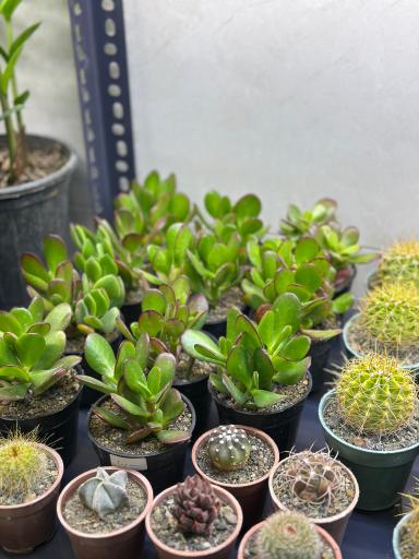 گل و گیاه ارکیده 