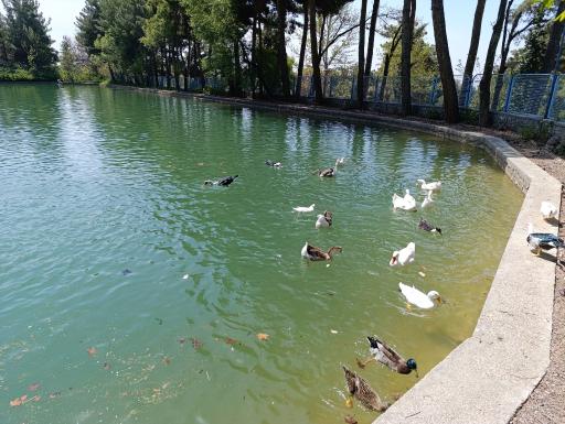 عکس اردوگاه شهید بهشتی باغرود نیشابور