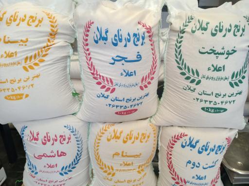 عکس برنج درنای گیلان