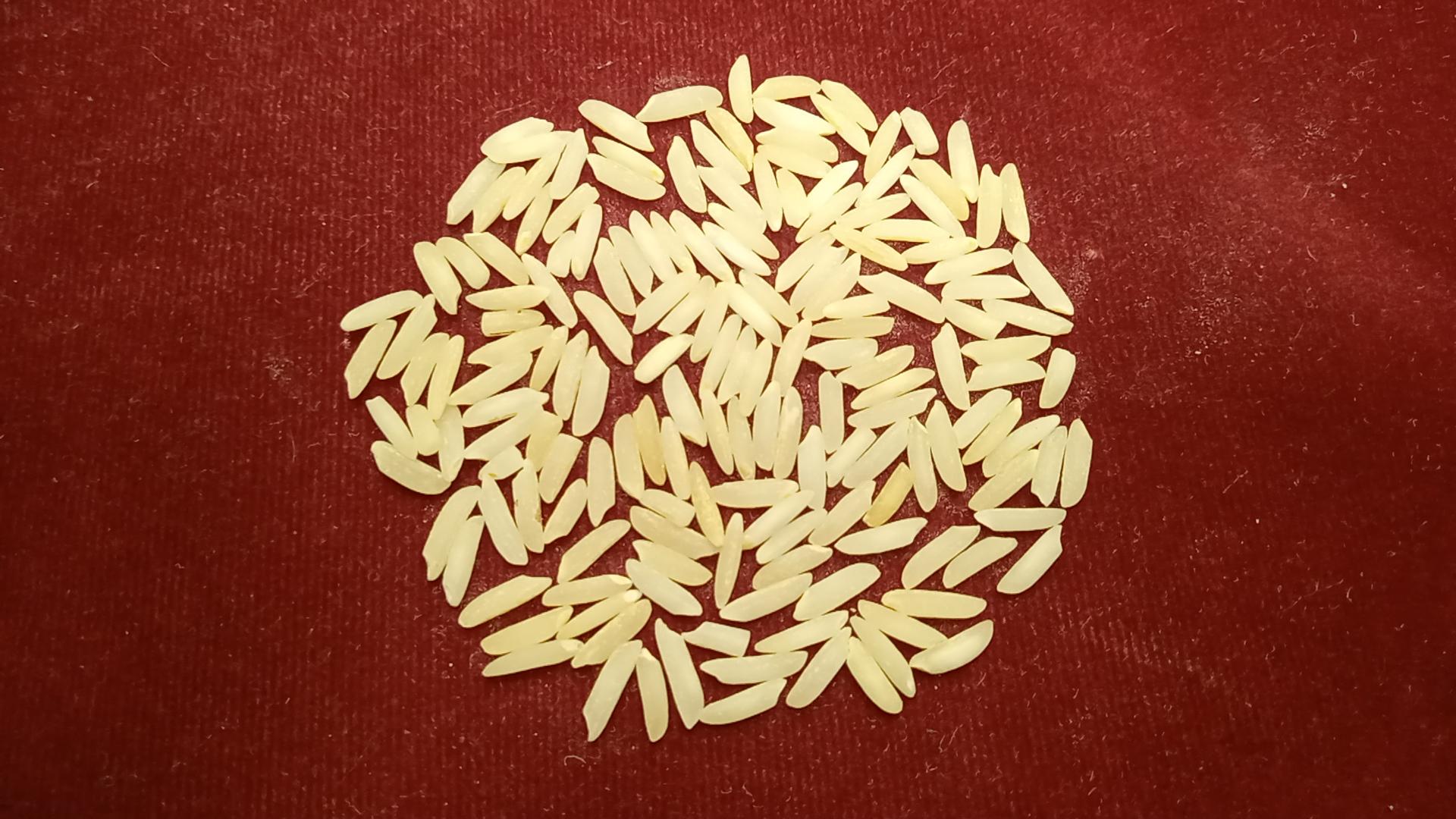 عکس برنج درنای گیلان