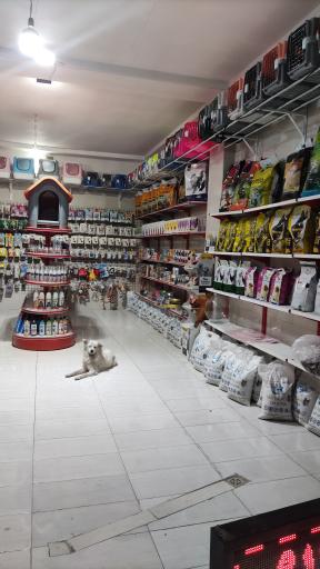 عکس پت شاپ پر طلایی (شعبه ۳)