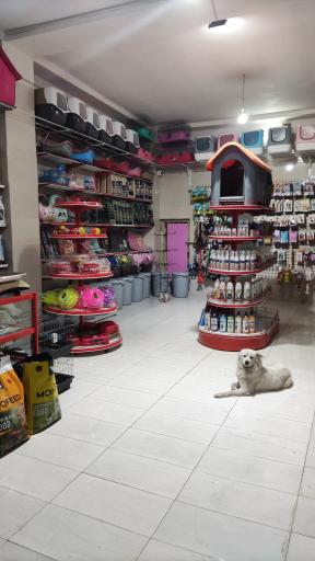 عکس پت شاپ پر طلایی (شعبه ۳)