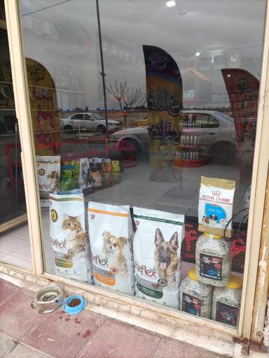 عکس پت شاپ پر طلایی (شعبه ۳)