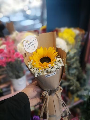 عکس گل آسِنترا