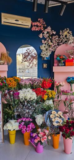 عکس گل آسِنترا