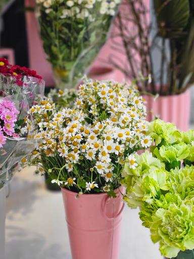 عکس گل آسِنترا