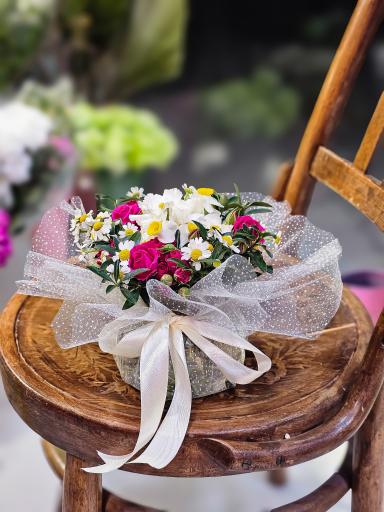 عکس گل آسِنترا