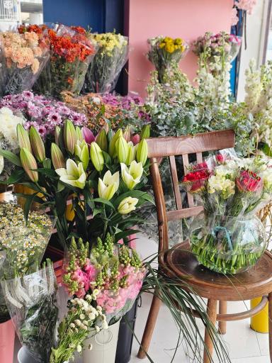 عکس گل آسِنترا