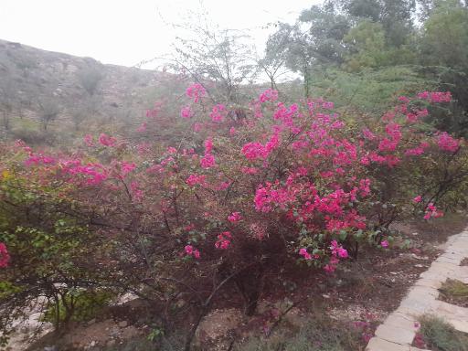 عکس گورستان صخره‌ای سیراف