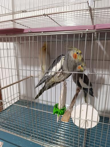 عکس استار پت شاپ 