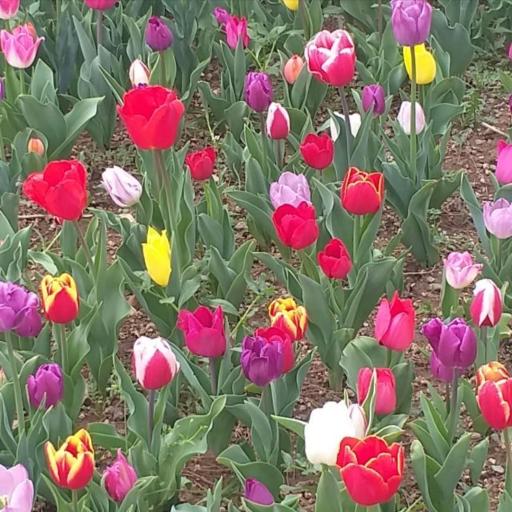 عکس بوستان لاله مادران - پیاده رو مادران