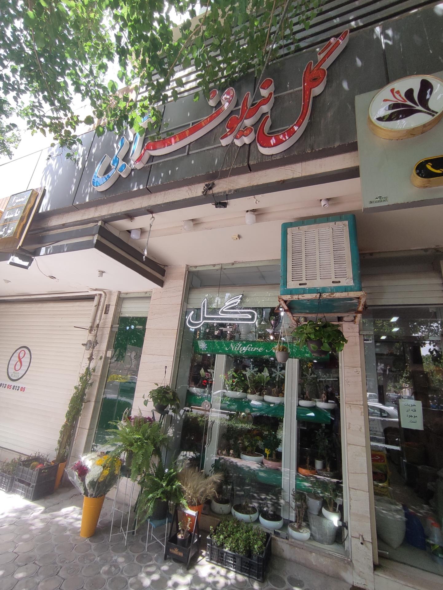 عکس گل نیلوفر آبی 