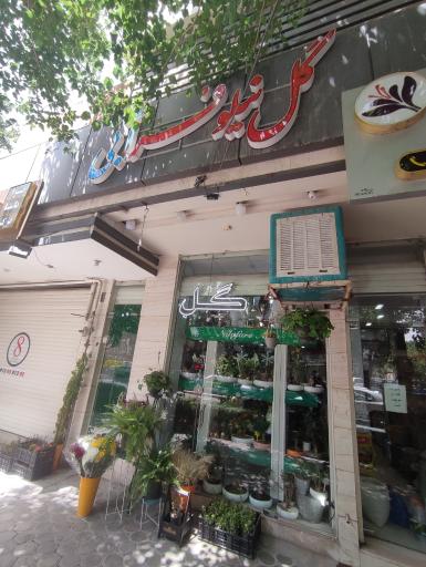 عکس گل نیلوفر آبی 