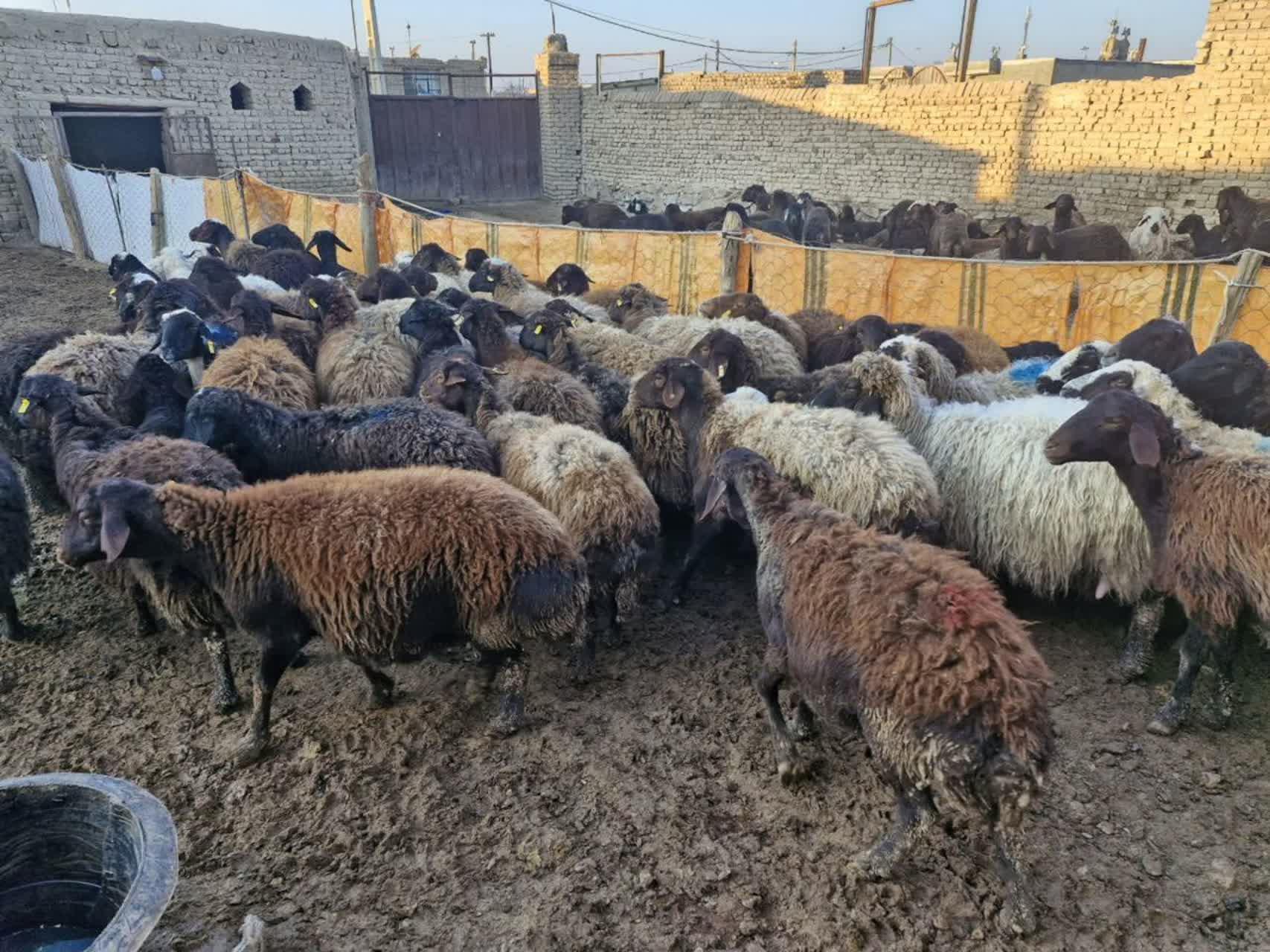 عکس کاروانسرای دام آورام معمار