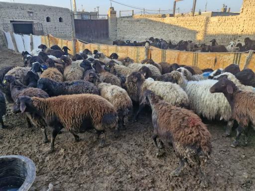 عکس کاروانسرای دام آورام معمار