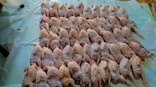 عکس سالن  پرورش بلدرچین آقا عمو 