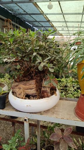 عکس  شعبه دوم گلخانه چهارفصل طوبی