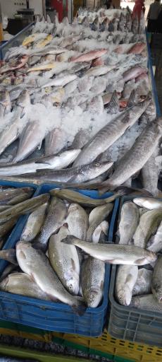 عکس مرکز فروش ماهی، میگو و آبزیان بعثت