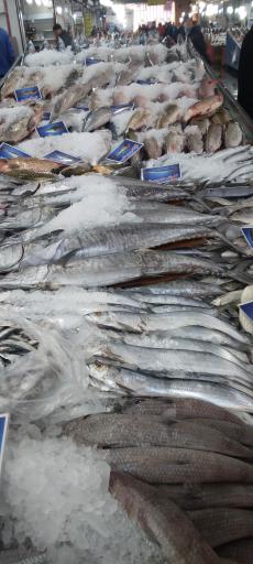 عکس مرکز فروش ماهی، میگو و آبزیان بعثت