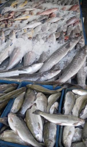 عکس مرکز فروش ماهی، میگو و آبزیان بعثت