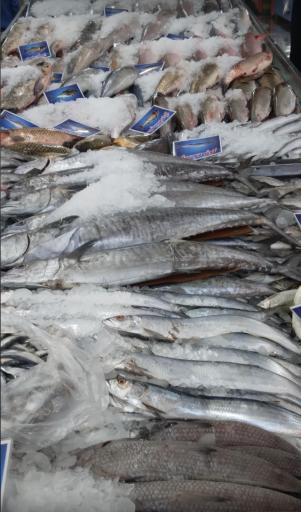 عکس مرکز فروش ماهی، میگو و آبزیان بعثت