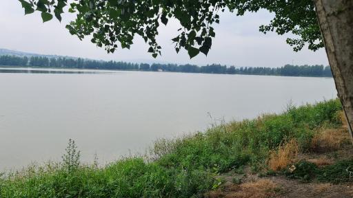 عکس دریاچه نیلوفر آبی