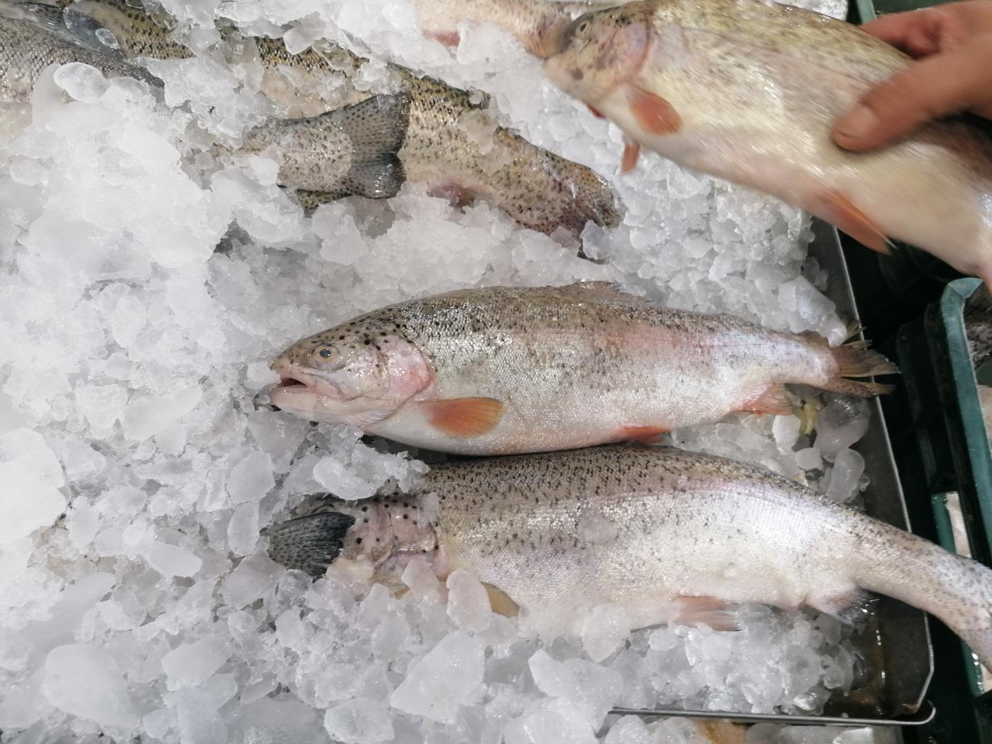 عکس مرکز فروش ماهی، میگو و آبزیان بعثت