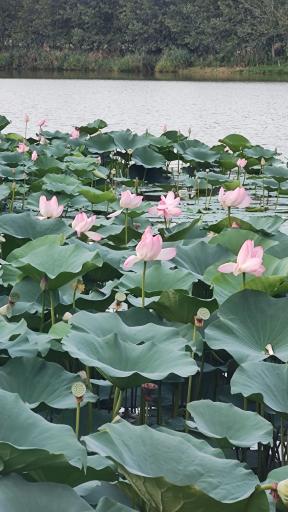 عکس دریاچه نیلوفر آبی