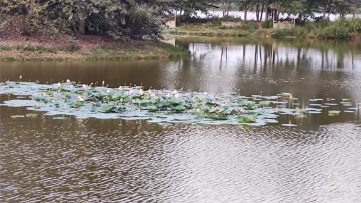 عکس دریاچه نیلوفر آبی