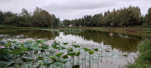 عکس دریاچه نیلوفر آبی