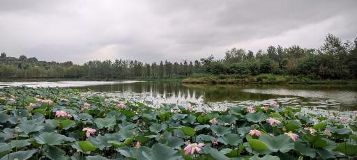 عکس دریاچه نیلوفر آبی