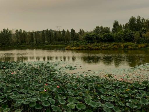 عکس دریاچه نیلوفر آبی