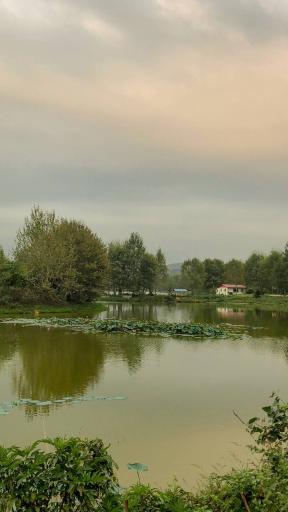 عکس دریاچه نیلوفر آبی